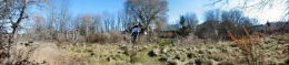 Lisburn and Moir backyard of house on west side with totems as viewed from Rotary Trail.jpg